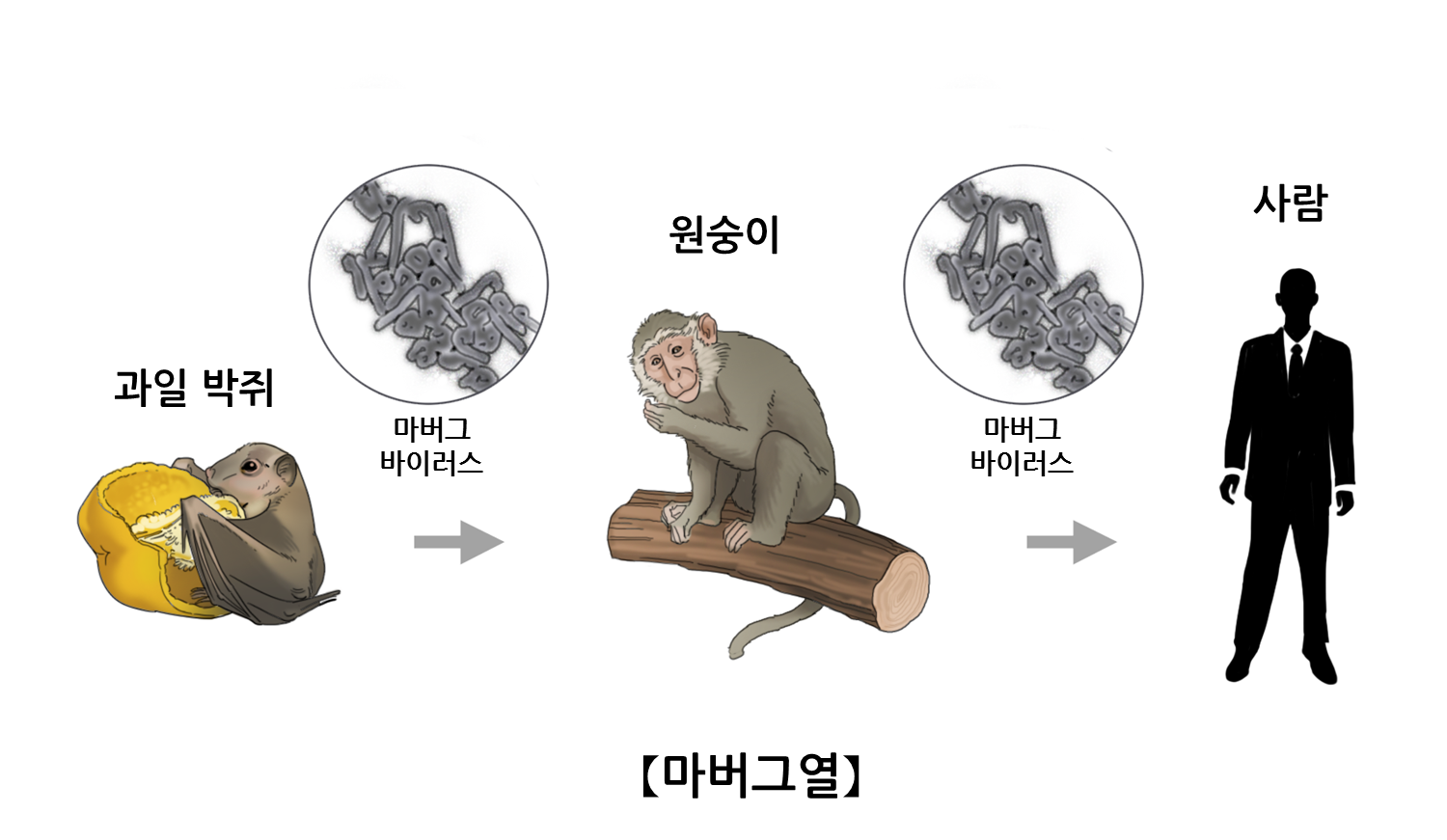 마버그열